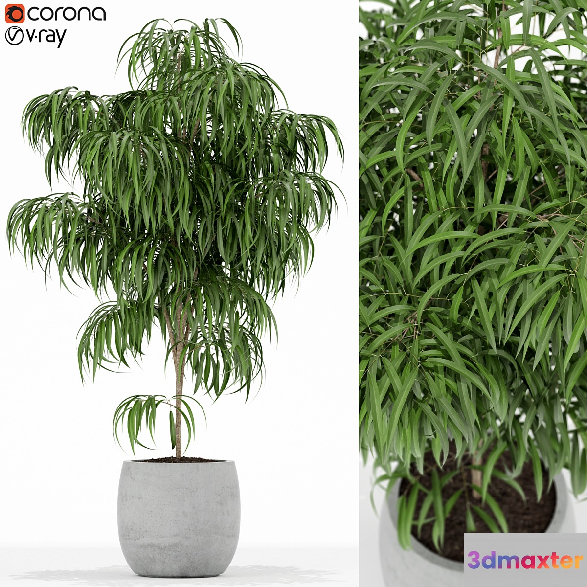 Plants collection 154 3D Max