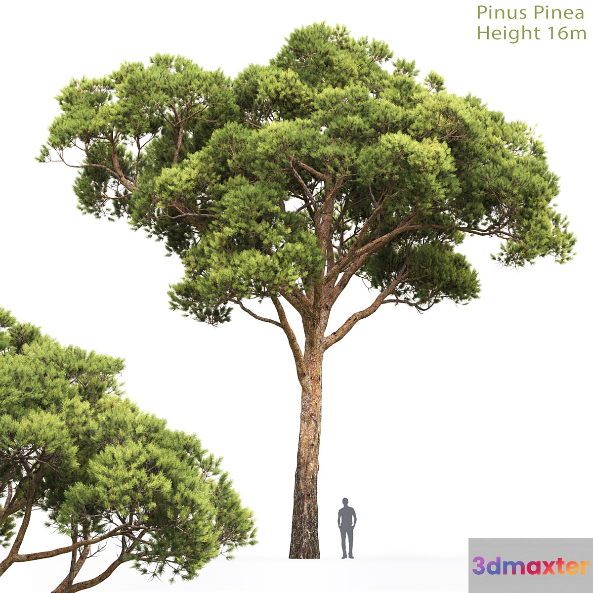 Pine - No.5 3D Max