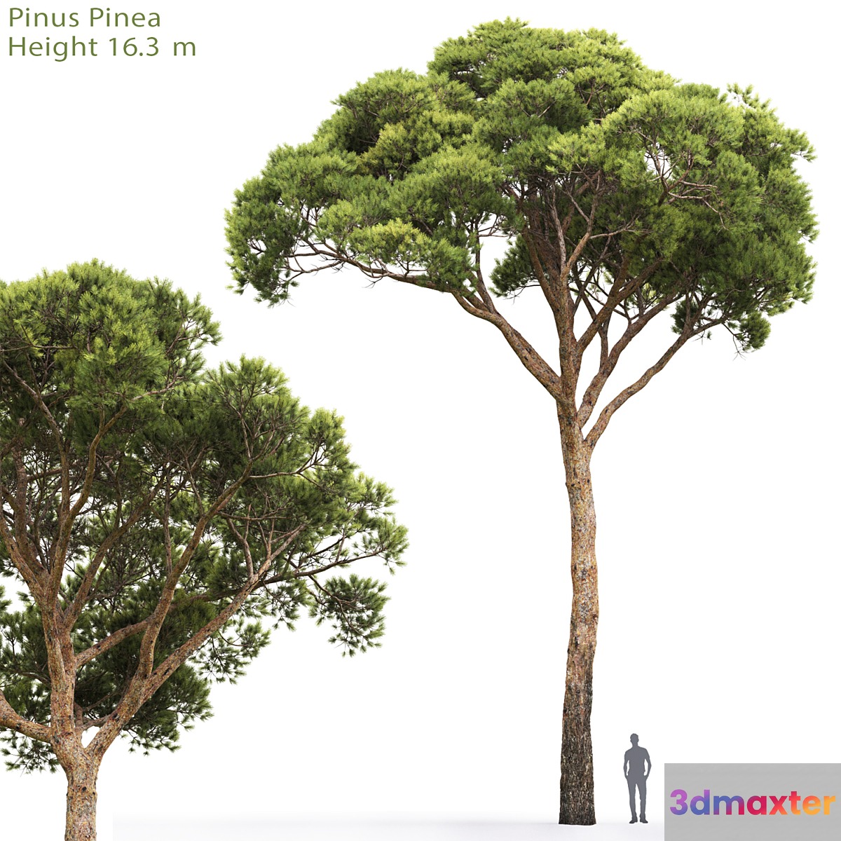 Pine - No.71