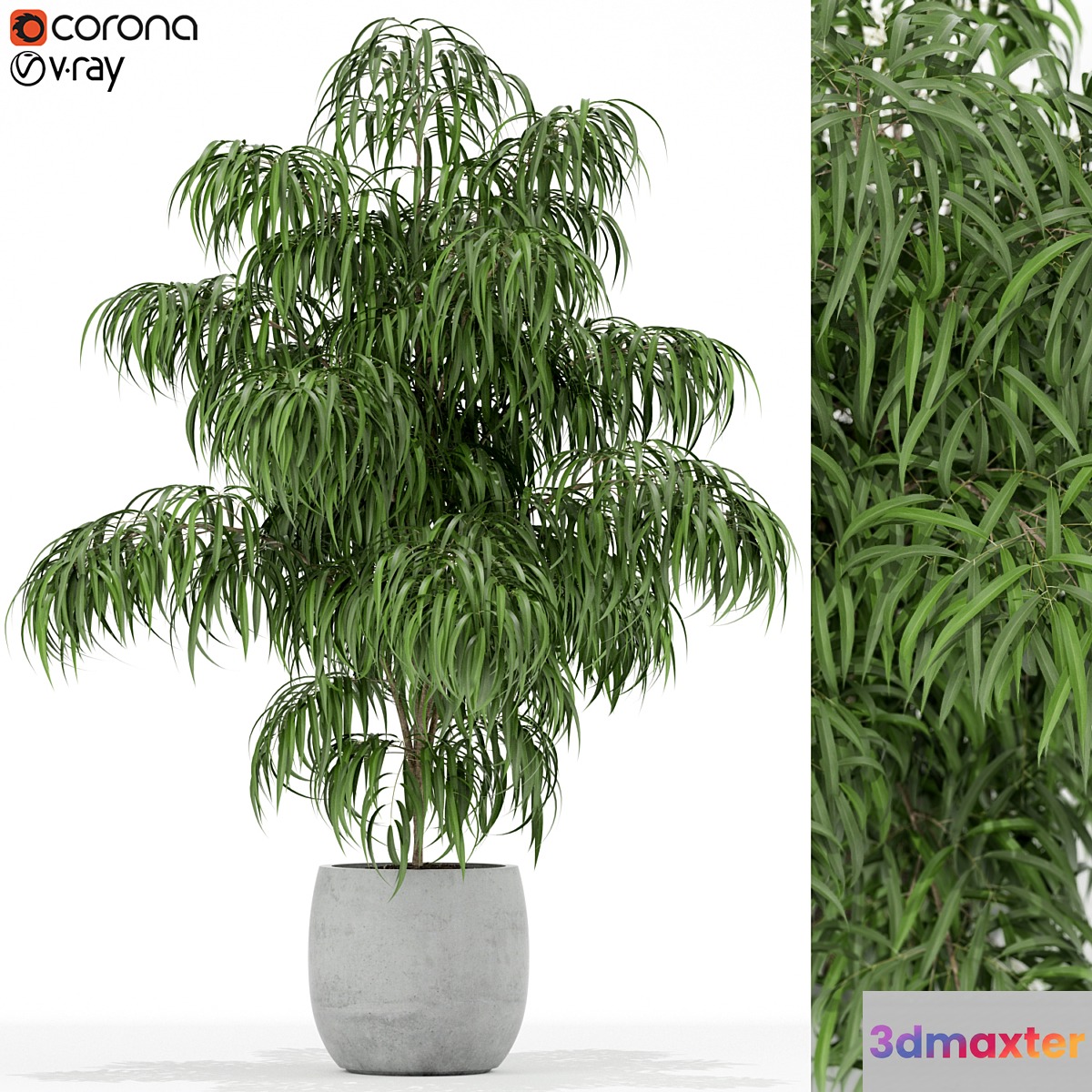 Plants collection 156 3D Max
