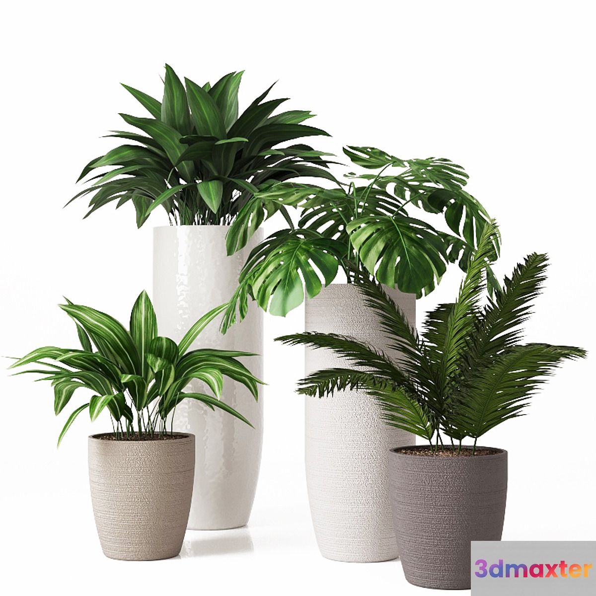 Collection of indoor plants 01 - No.2