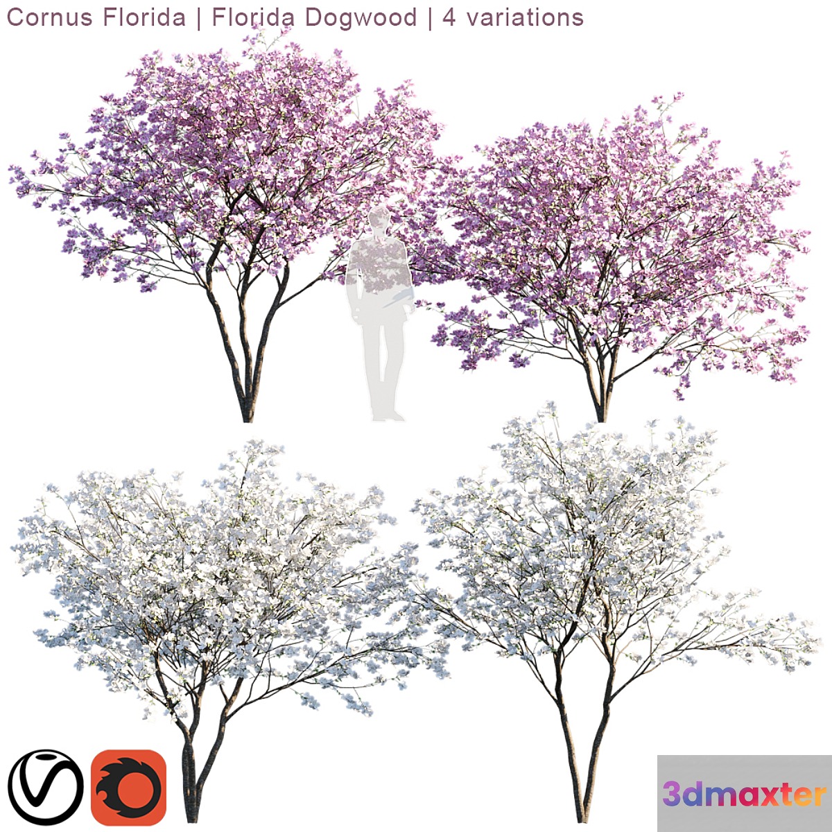 Cornus florida | Florida Dogwood | 4 variations 3D Max