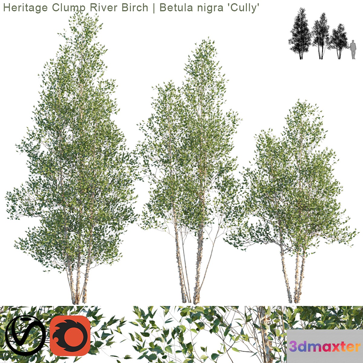 Heritage Clump River Birch | Betula nigra 