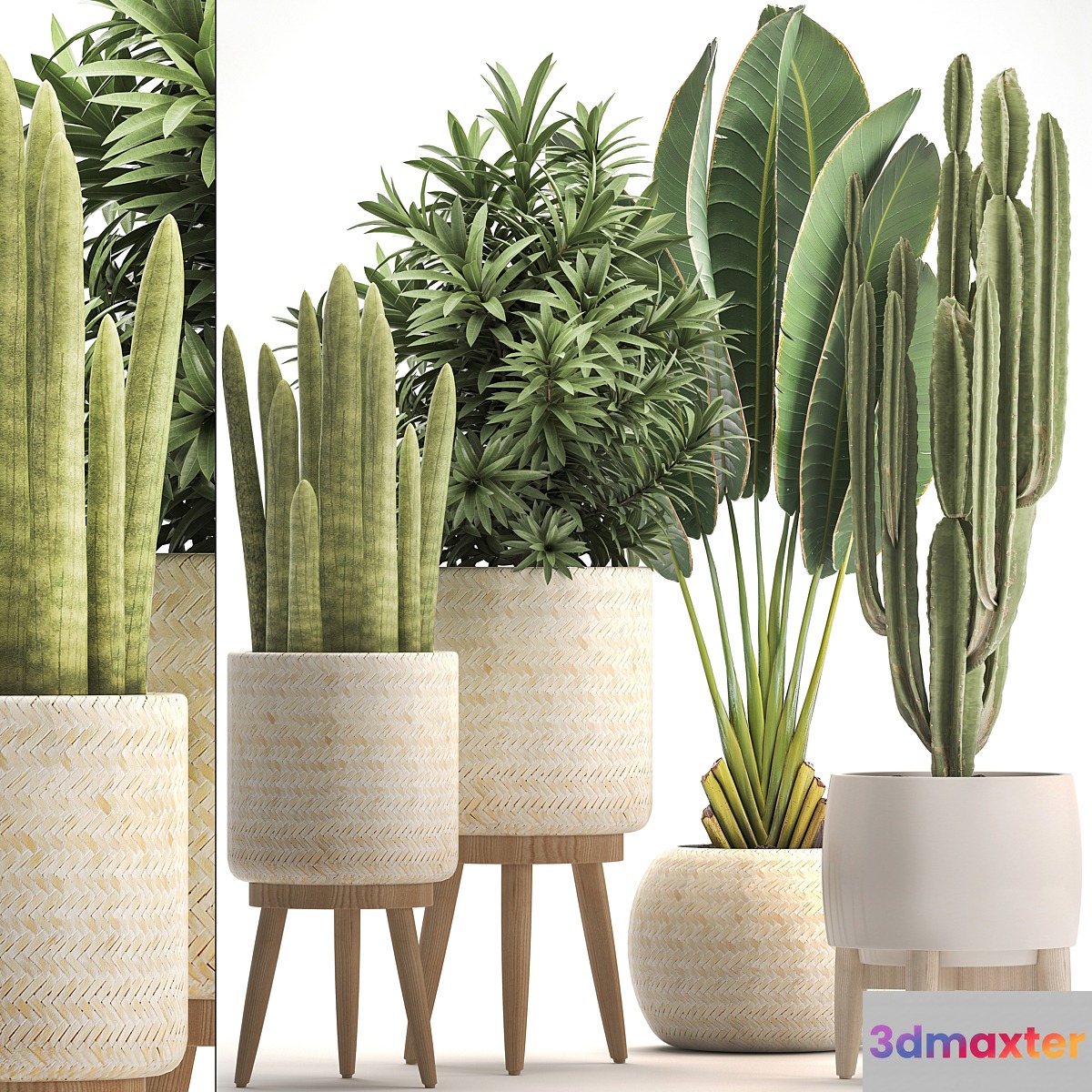 Collection of plants 320. White basket dracaena ravenala banana cereus cactus sansevieria interior indoor Scandinavian style strelitzia - No.4