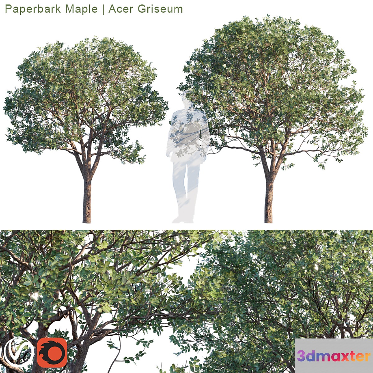 Paperbark Maple | Acer Griseum # 2