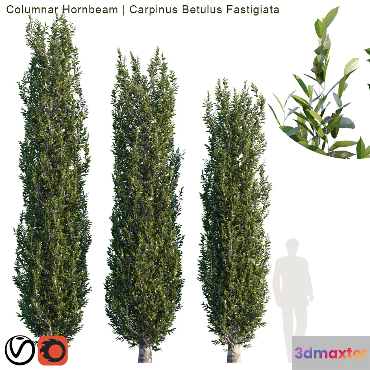 Columnar Hornbeam # 2 3D Max