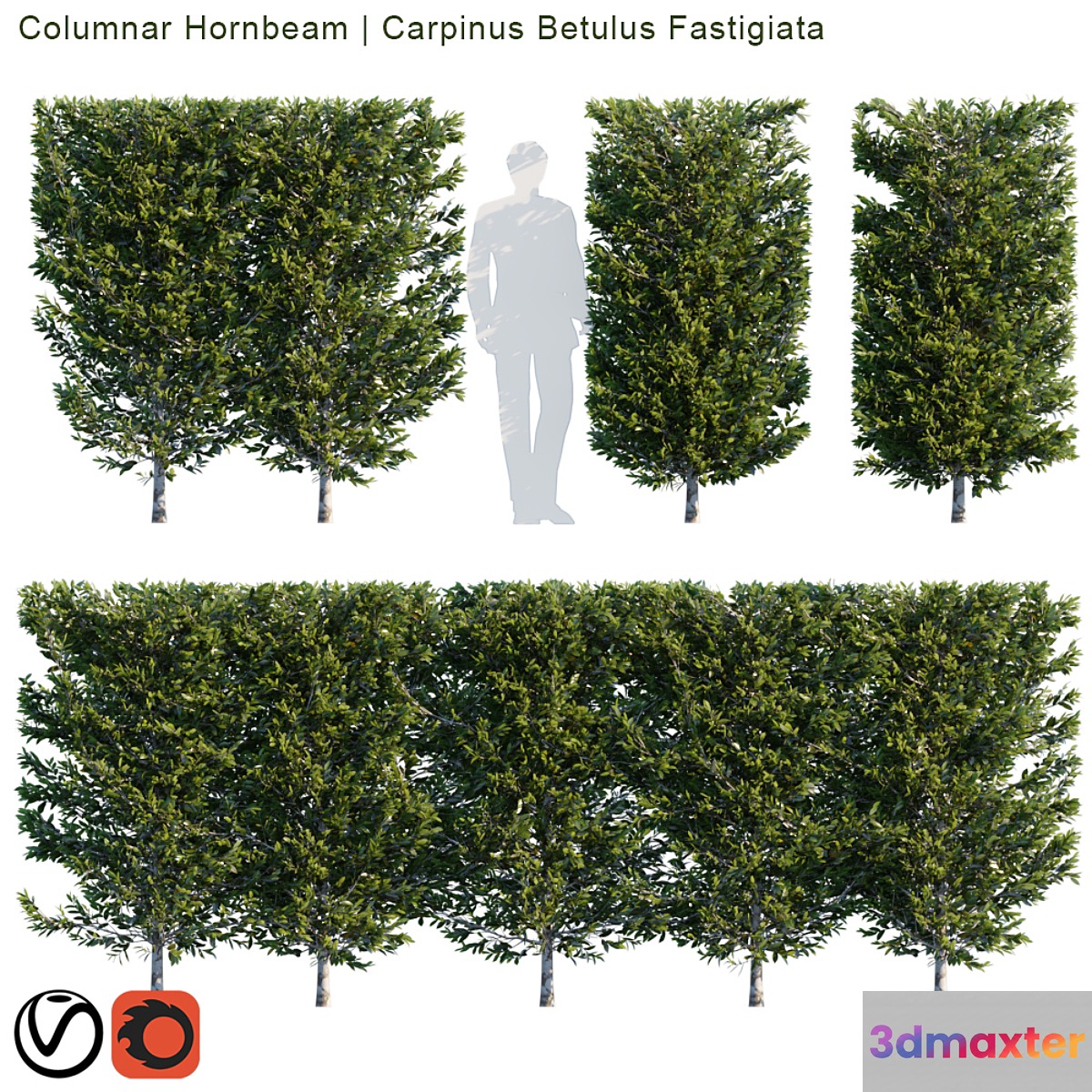 Columnar Hornbeam | Carpinus betulus fastigiata hedge 3D Max