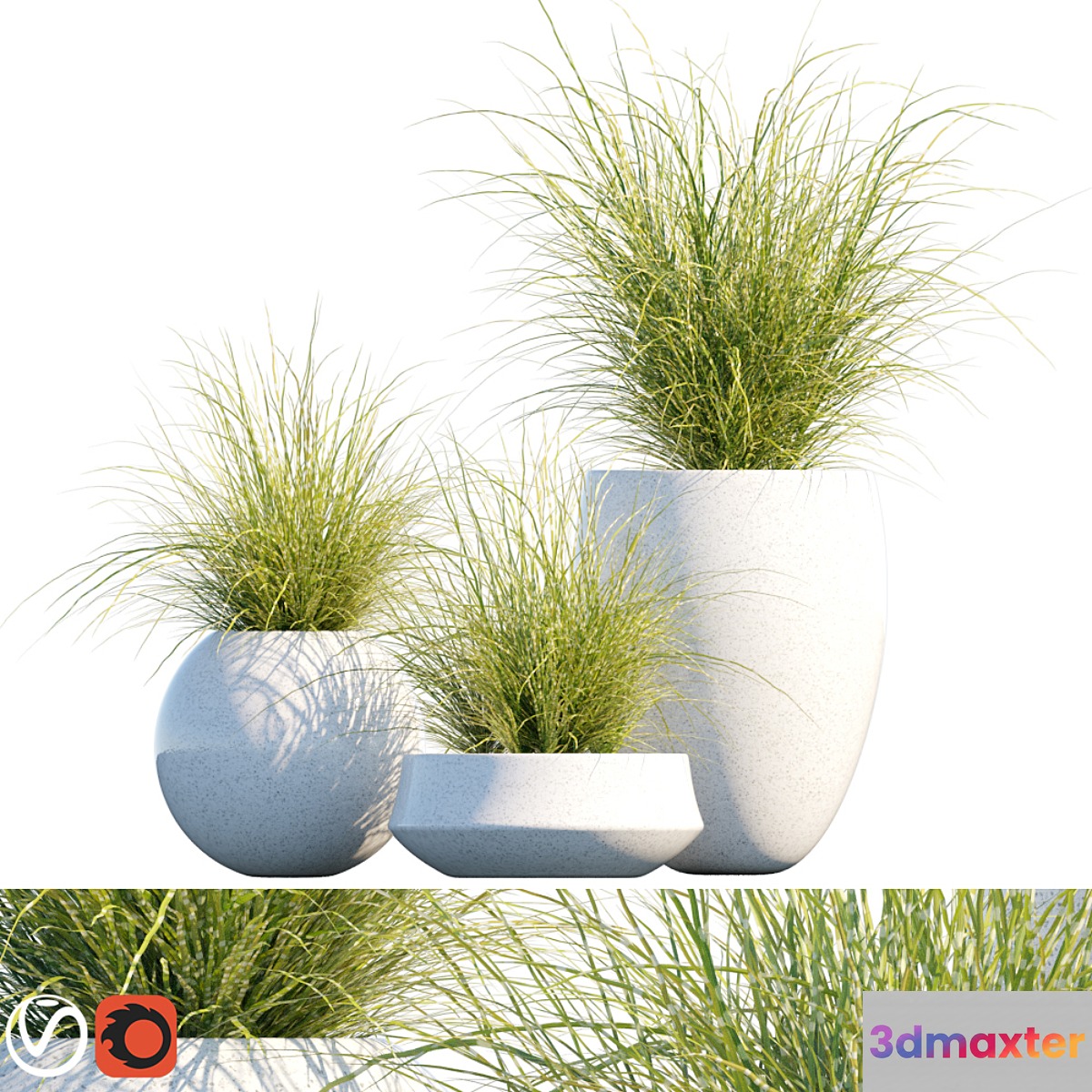 Plant in pots # 16: Miscanthus mood 3D Max