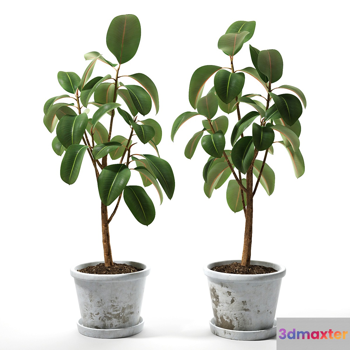 Set of plants 05 - No.2