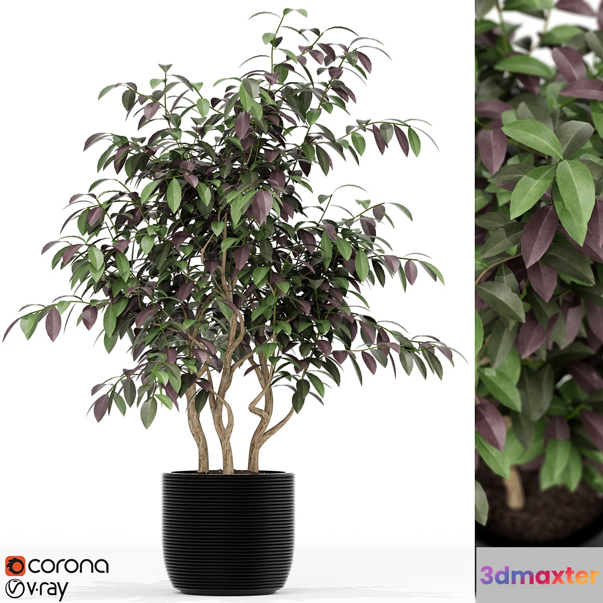 Plants collection 163 3D Max