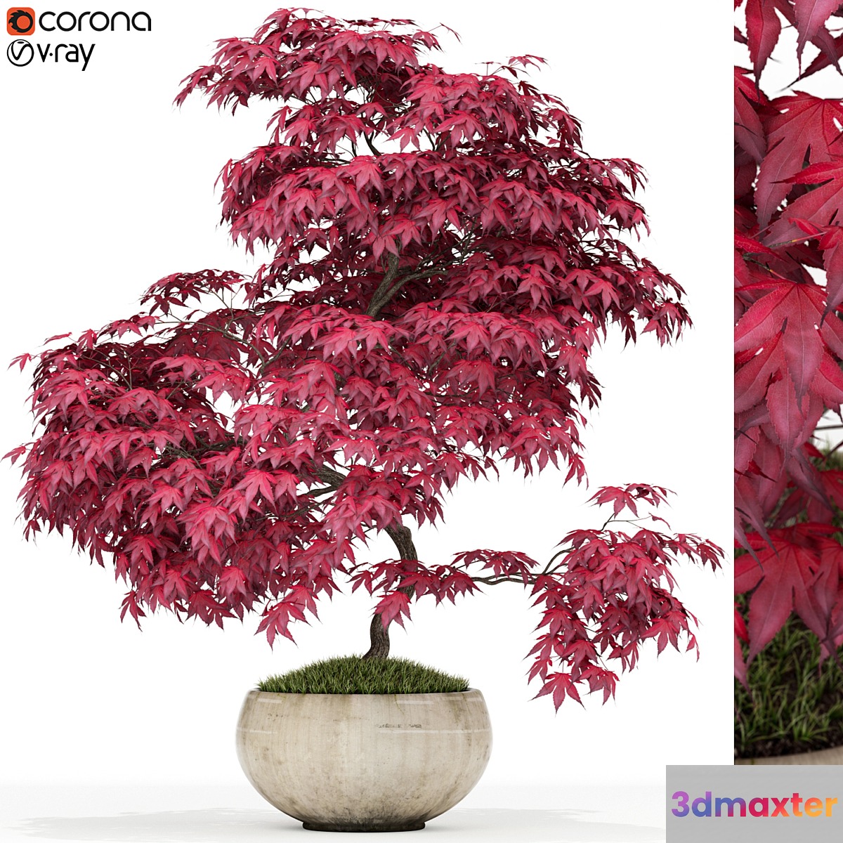 Plants collection 164 3D Max