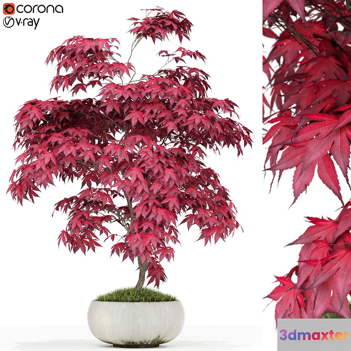 Plants collection 165 3D Max