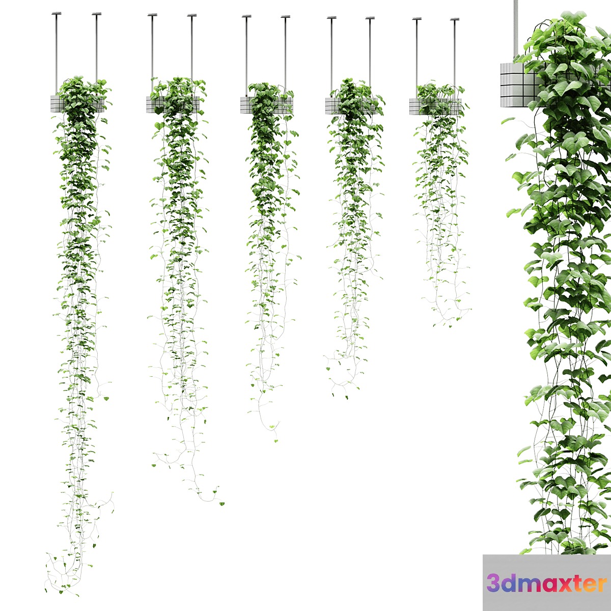 Viun in hanging pots. 5 models 3D Max