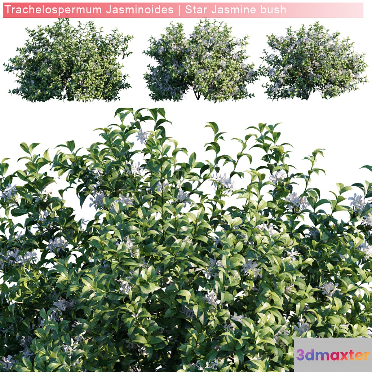 Trachelospermum Jasminoides | Star jasmine bush 3D Max