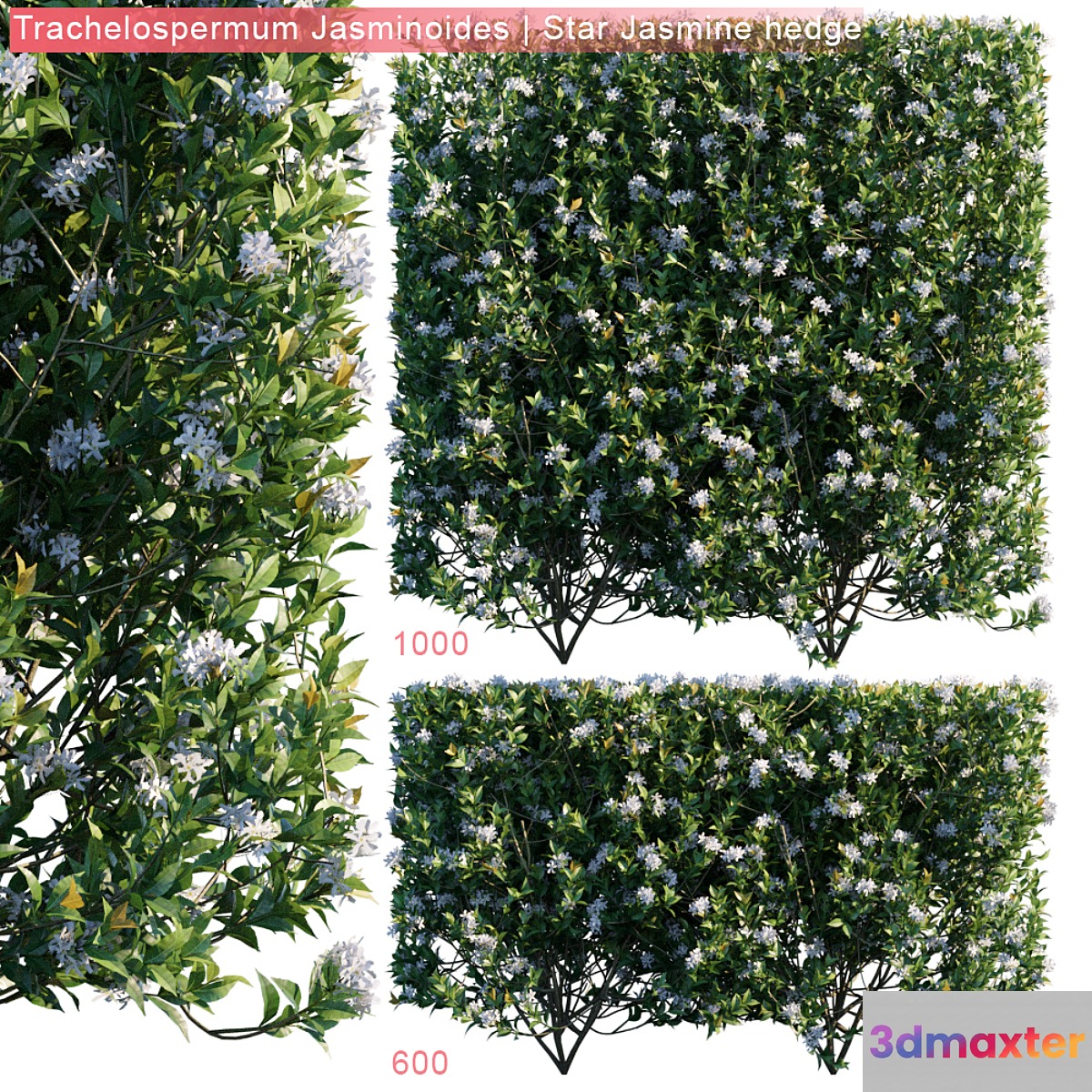 Trachelospermum Jasminoides | Star jasmine hedge 3D Max
