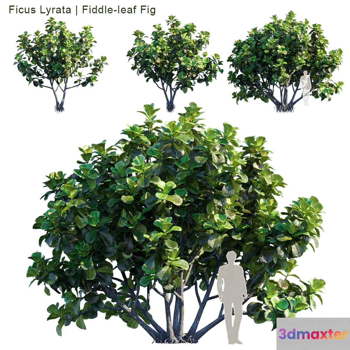 Ficus Lyrata | Feed-leaf fig - No.3