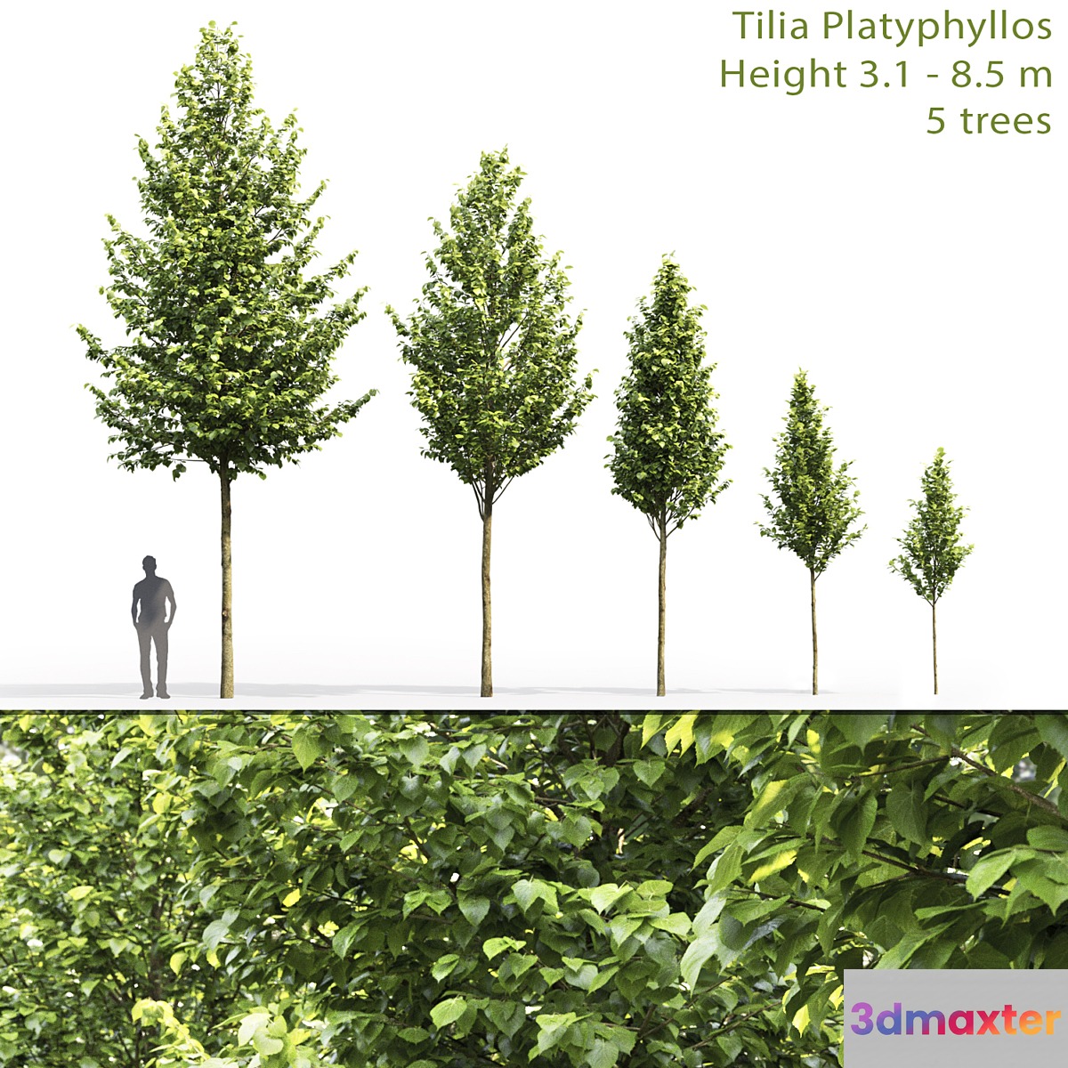 Tilia platyphyllos - No.2