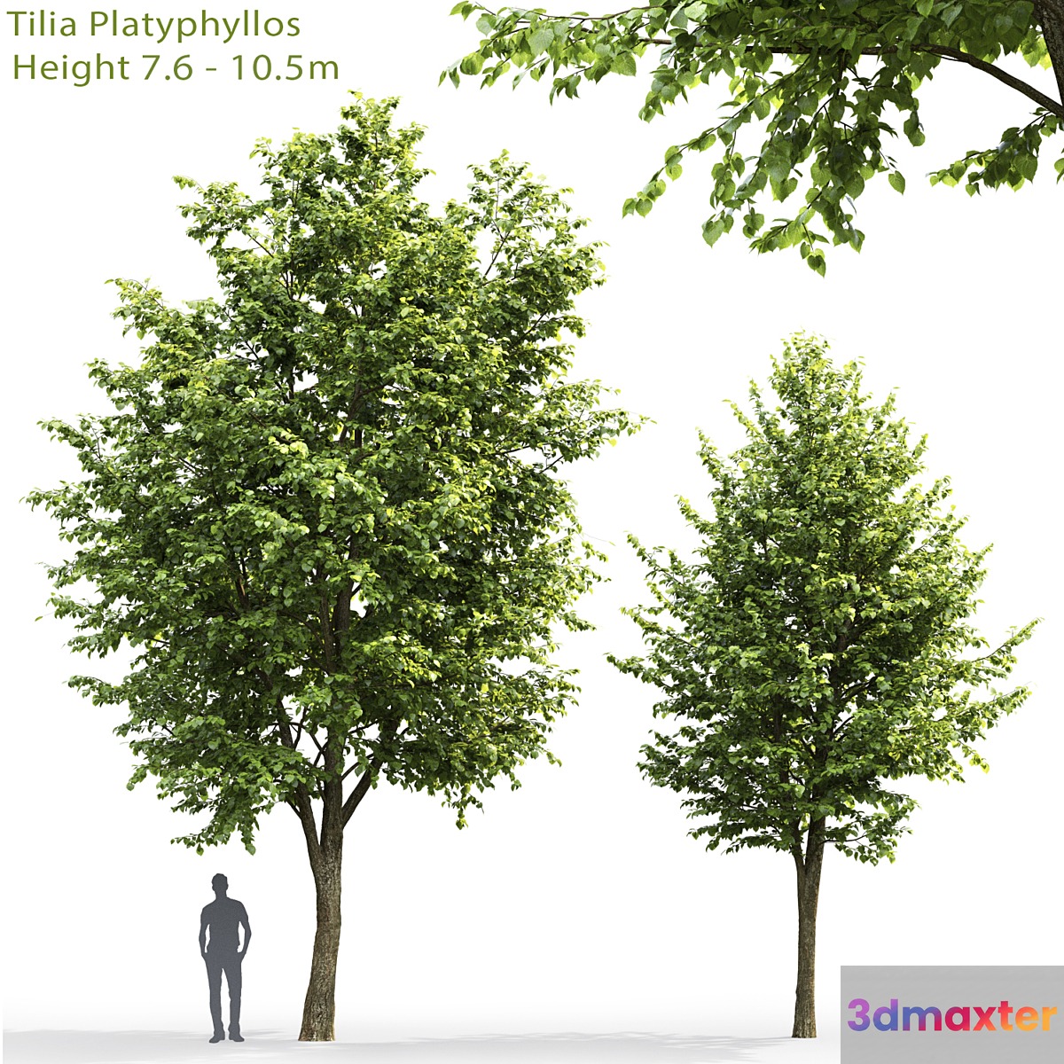 Tilia platyphyllos # 3 (7.6-10.5m) - No.2