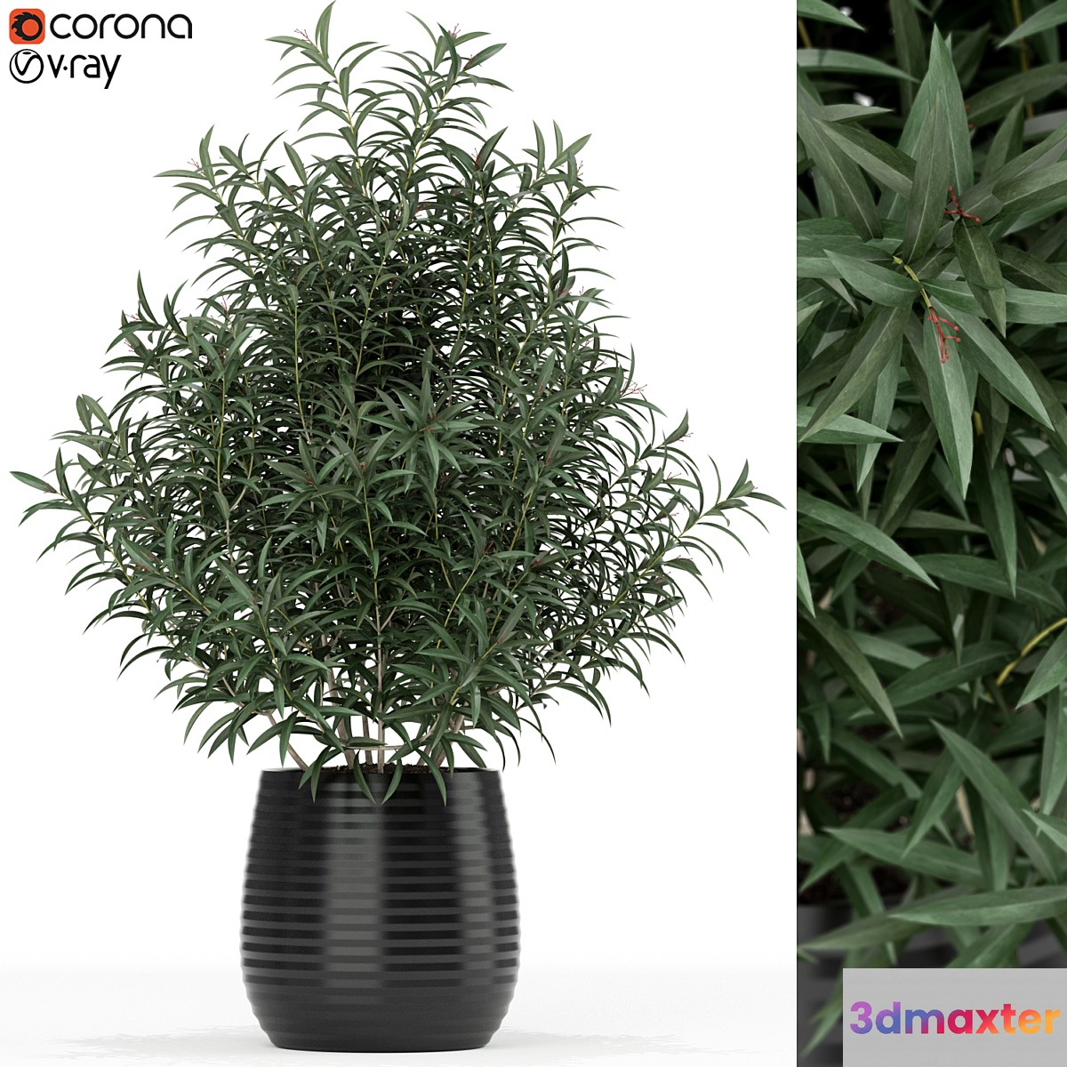 Plants collection 167