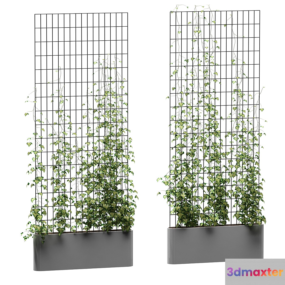 Ivy on the grid v3 - No.3