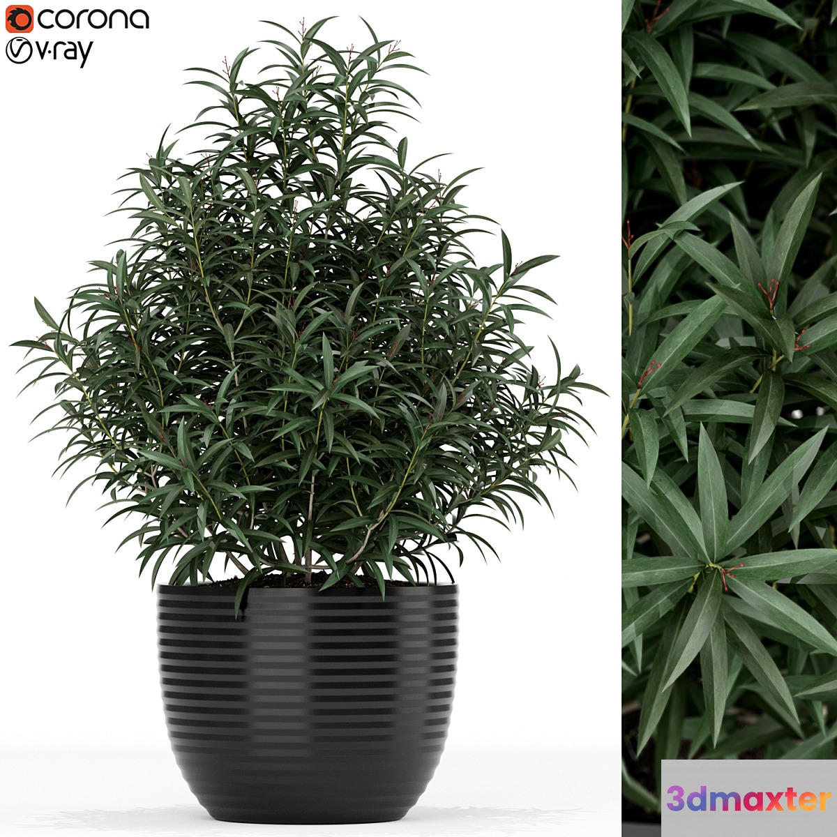 Plants collection 168 3D Max