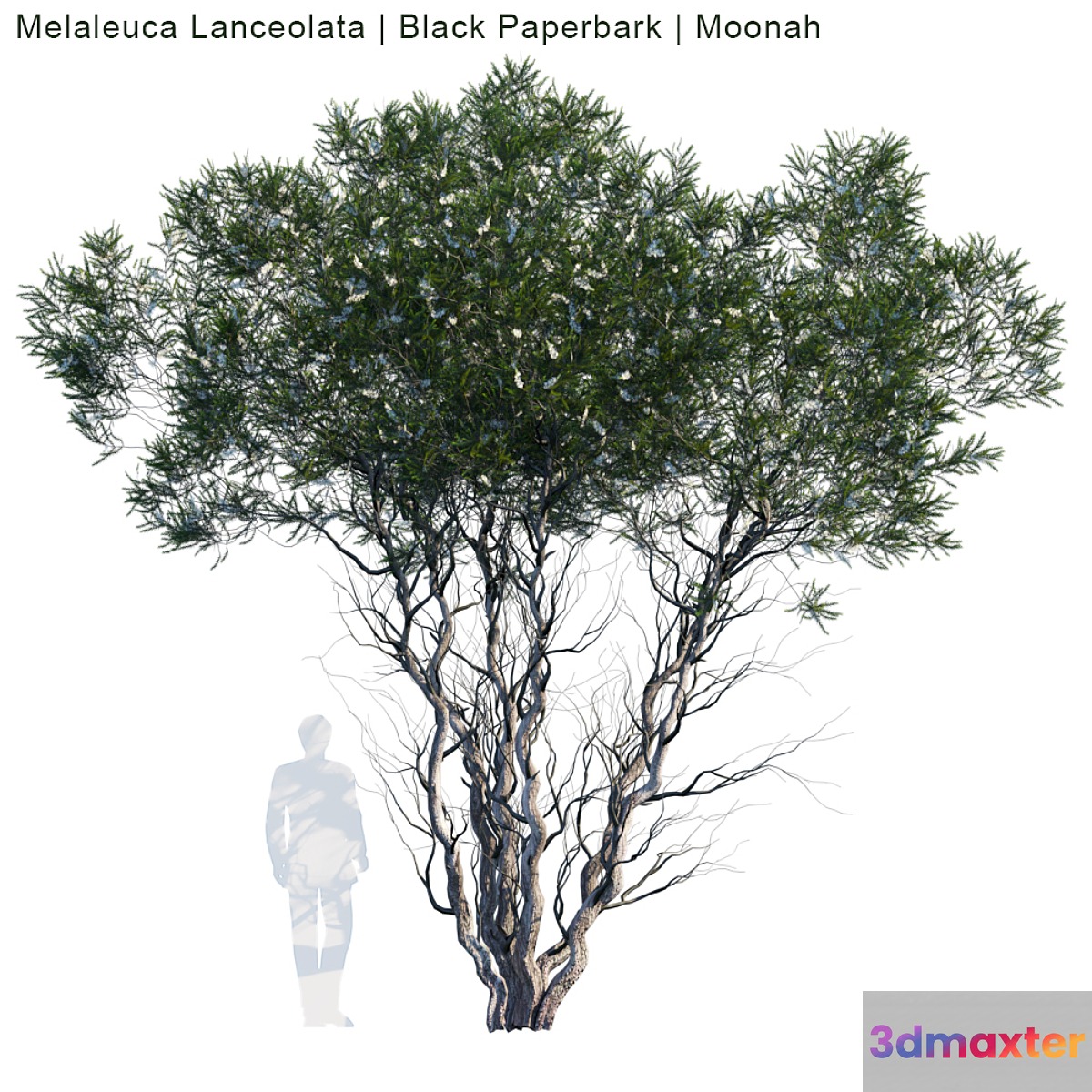 Melaleuca Lanceolata | Black Paperbark | Moonah # 1