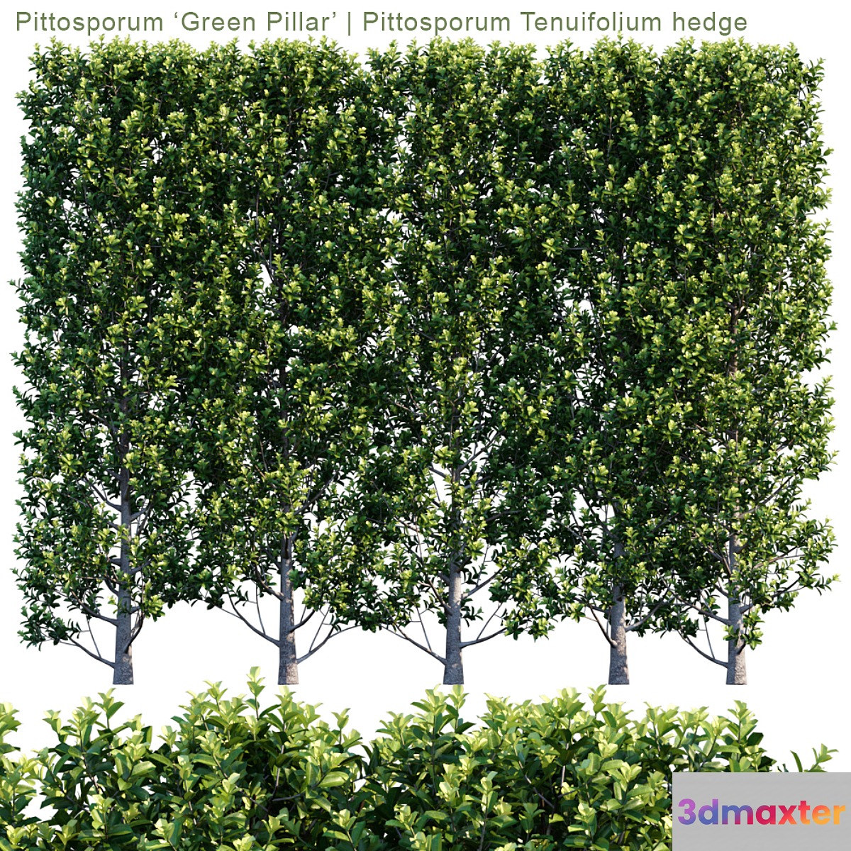 Pittosporum 'Green Pillar' | Pittosporum Tenuifolium hedge | 1m8 - No.2