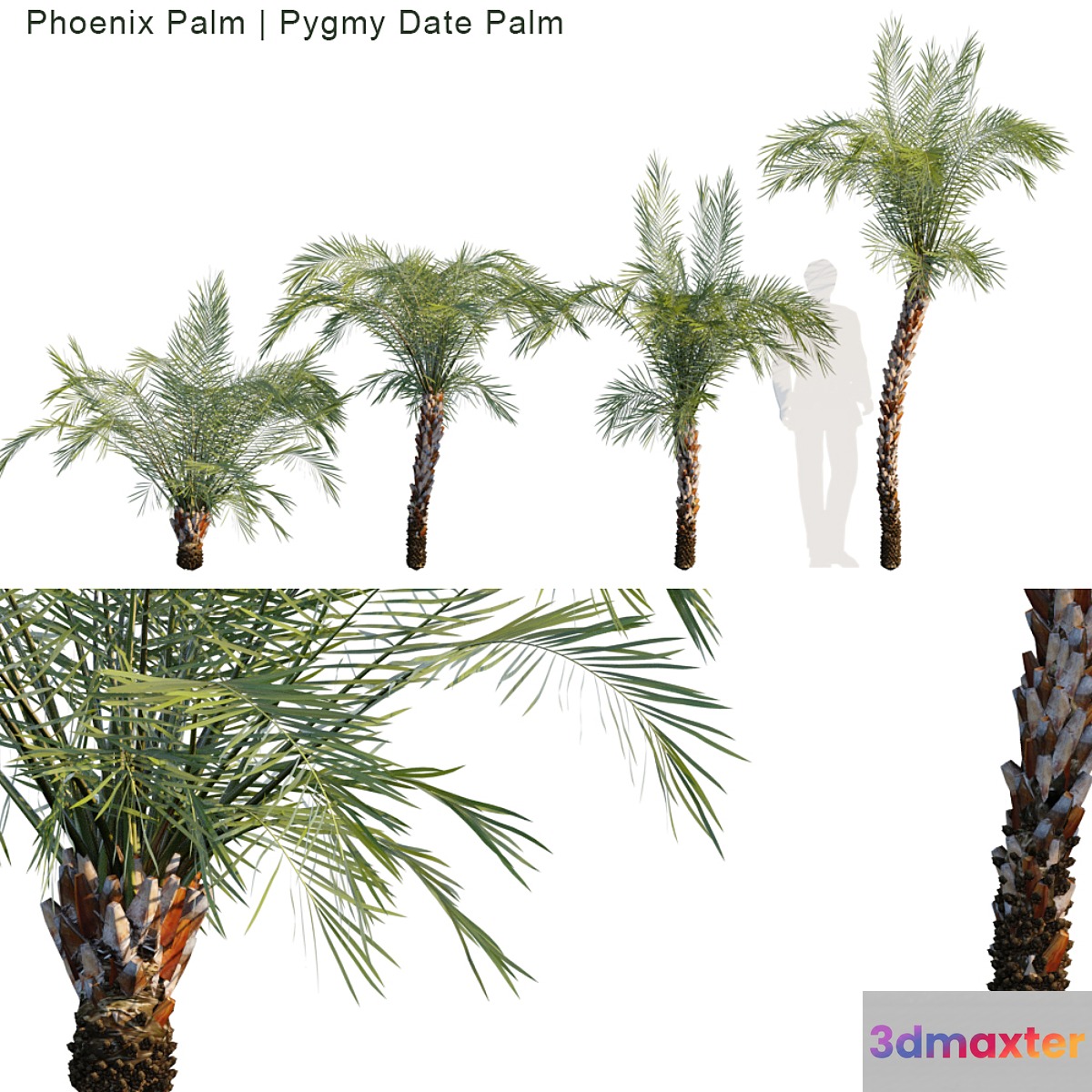 Phoenix Palm | Pygmy date palm 3D Max