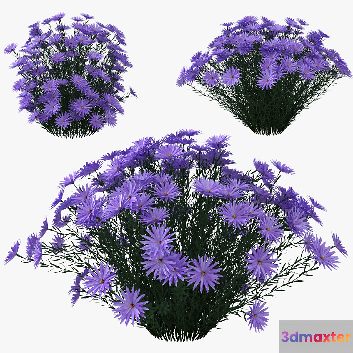 Aster dumosus - Lady in Blue 3D Max