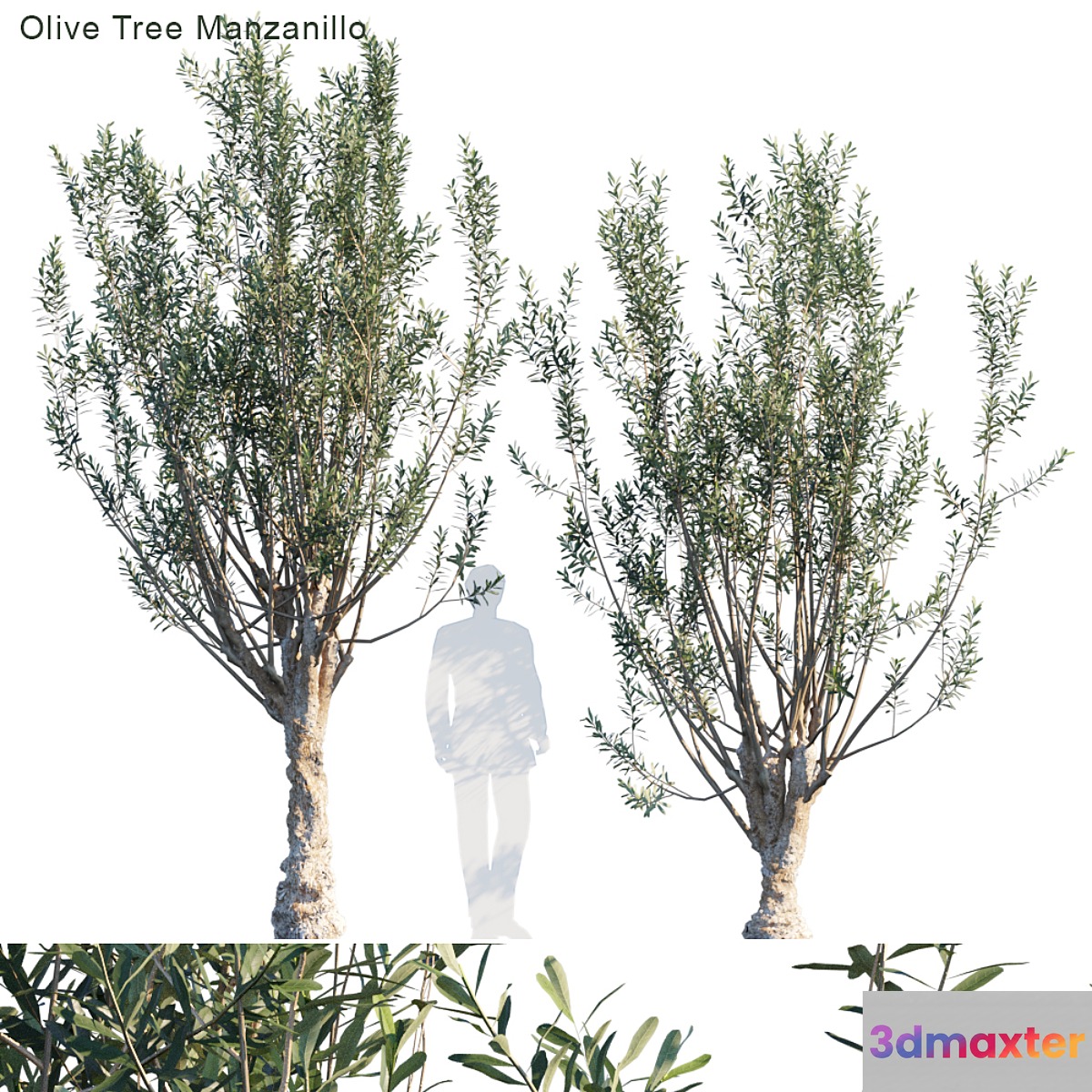 Olive tree manzanillo 3D Max