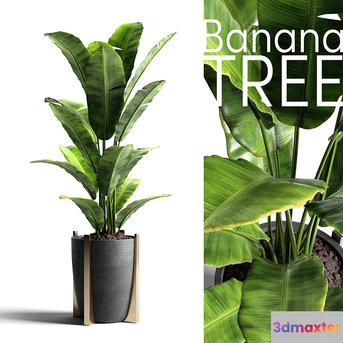 Banana tree 2 - No.2