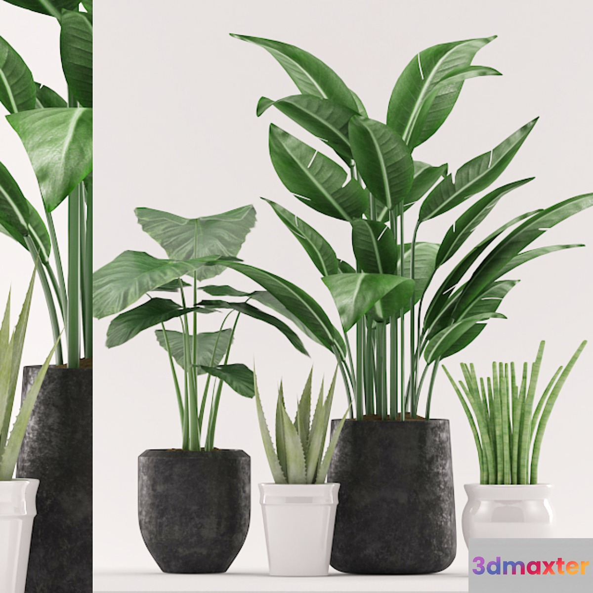 Plants 134 3D Max