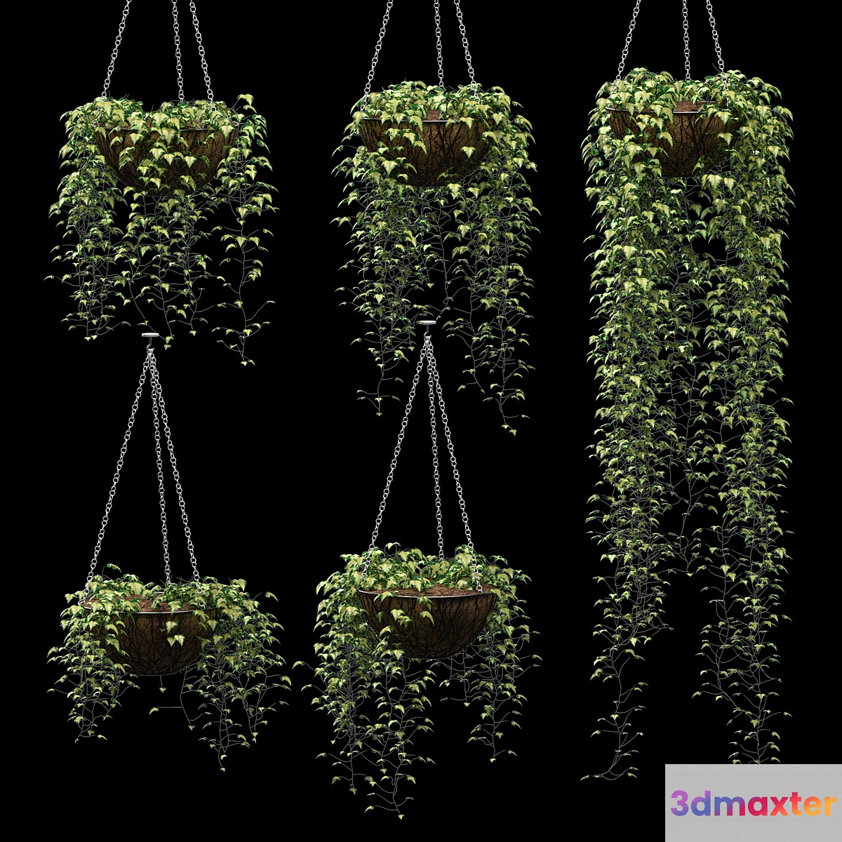Ivy in pots. 5 models 3D Max