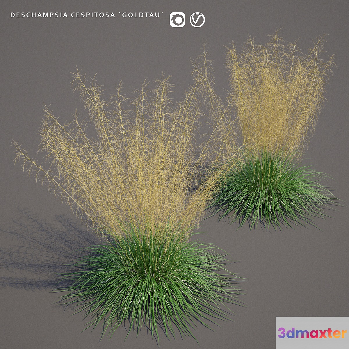 Pike turfy Lugovik | Deschampsia cespitosa goldtau 3D Max