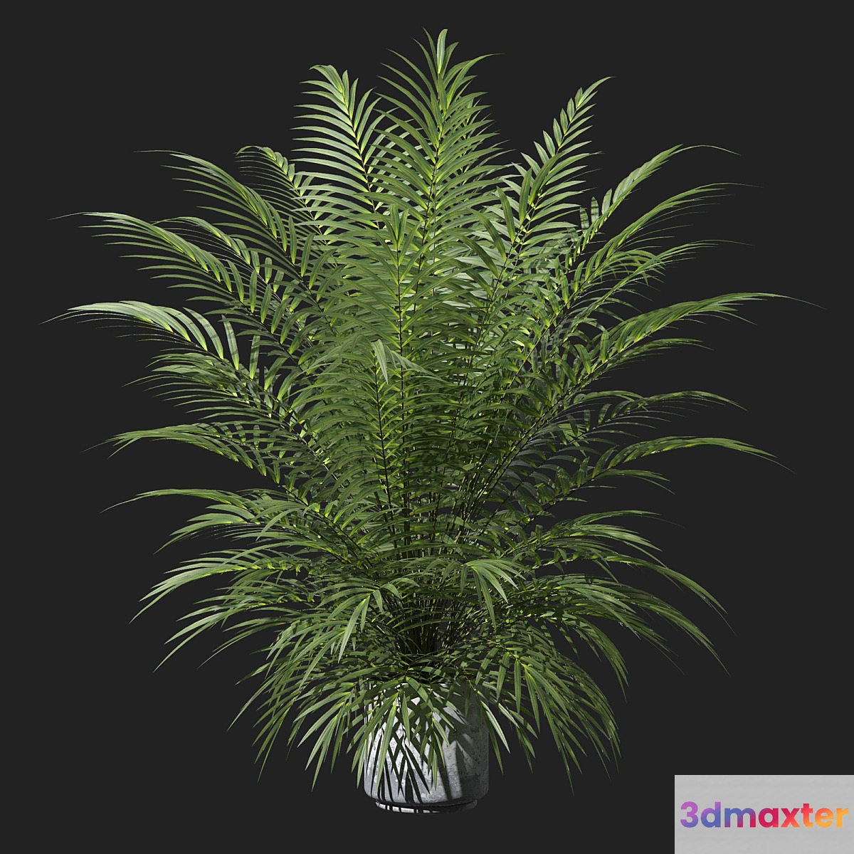 Palm tree in a pot 3D Max