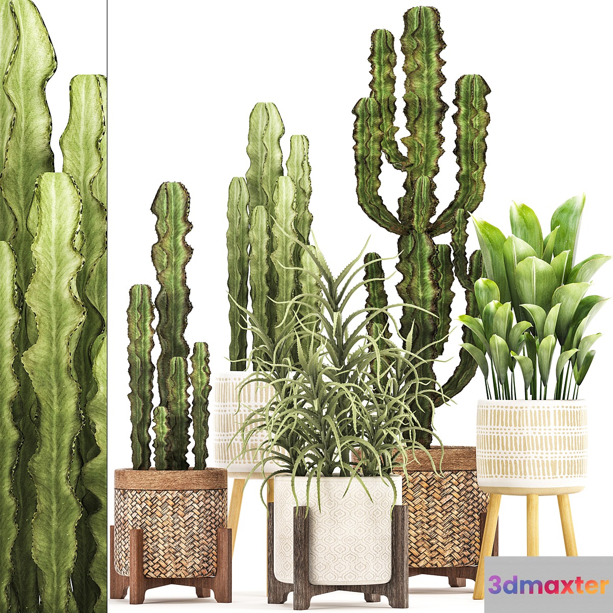 Plant collection 323. Rattan basket indoor cactus aloe indoor plants spurge desert plants eco design Aloe 3D Max