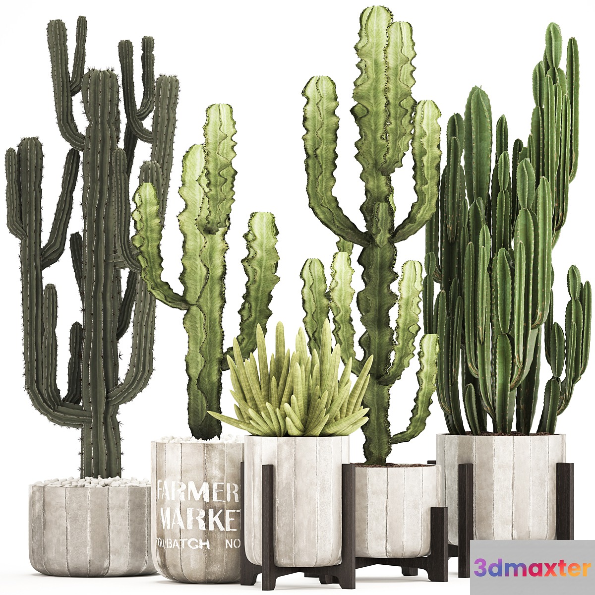 Plant collection 324. concrete flowerpot indoor cactus cereus spurge carnegia interior desert plants outdoor 3D Max