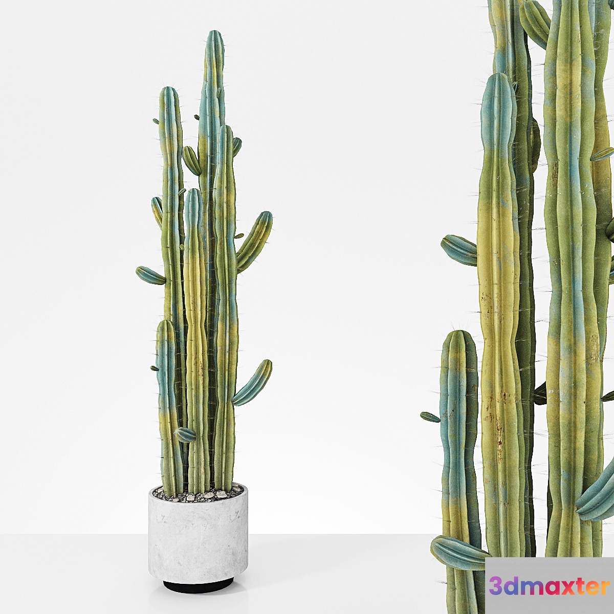 Plant 6