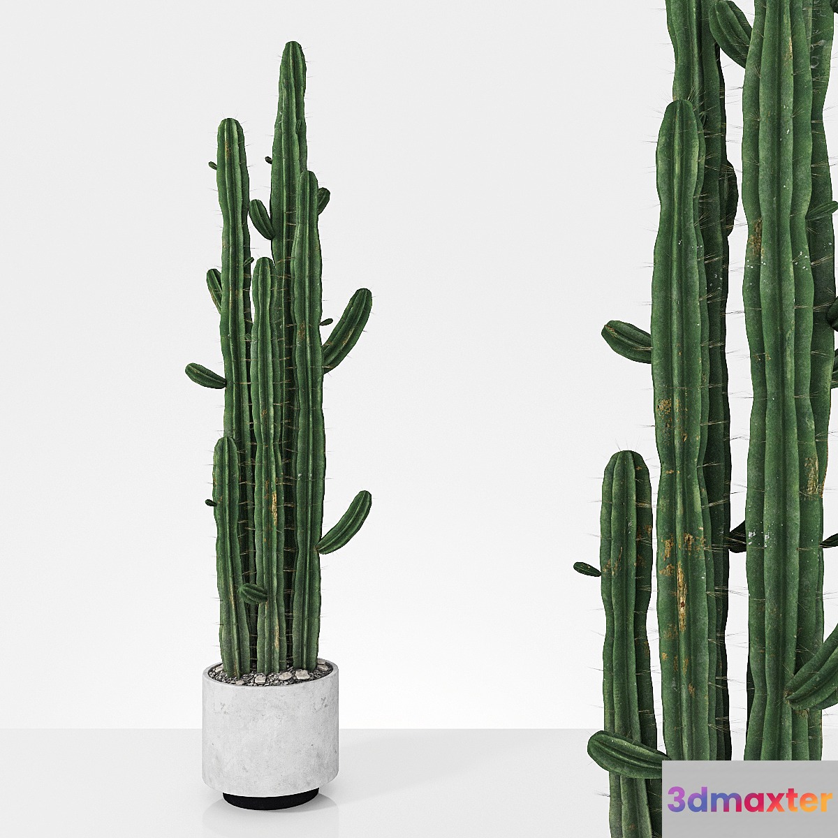 Plant 6.2 - No.2