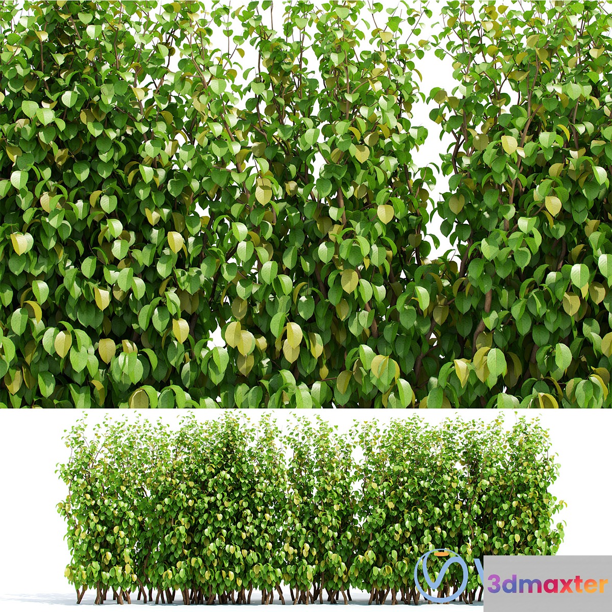 Hedge 3D Max