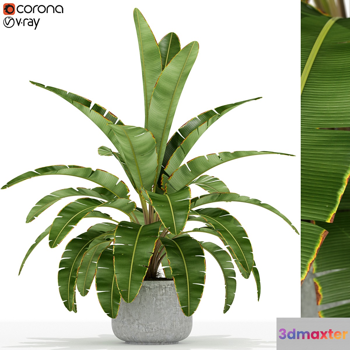 Plants collection 173 3D Max
