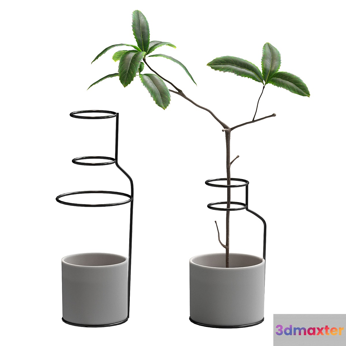 Plant in wire pots - No.3