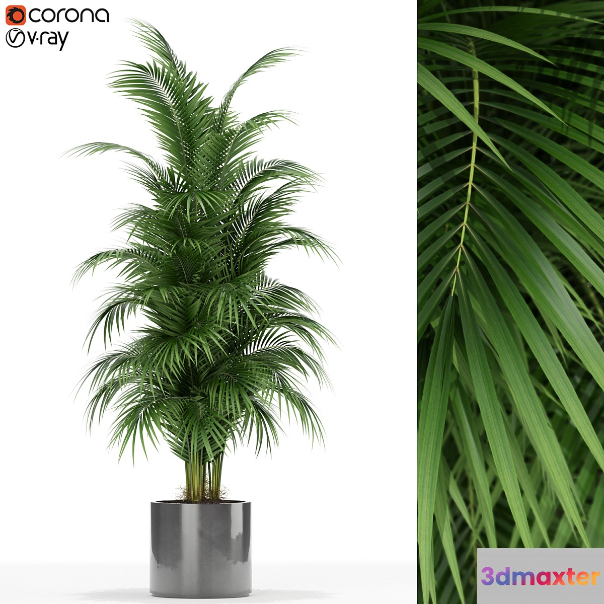 Plants collection 176 - No.3