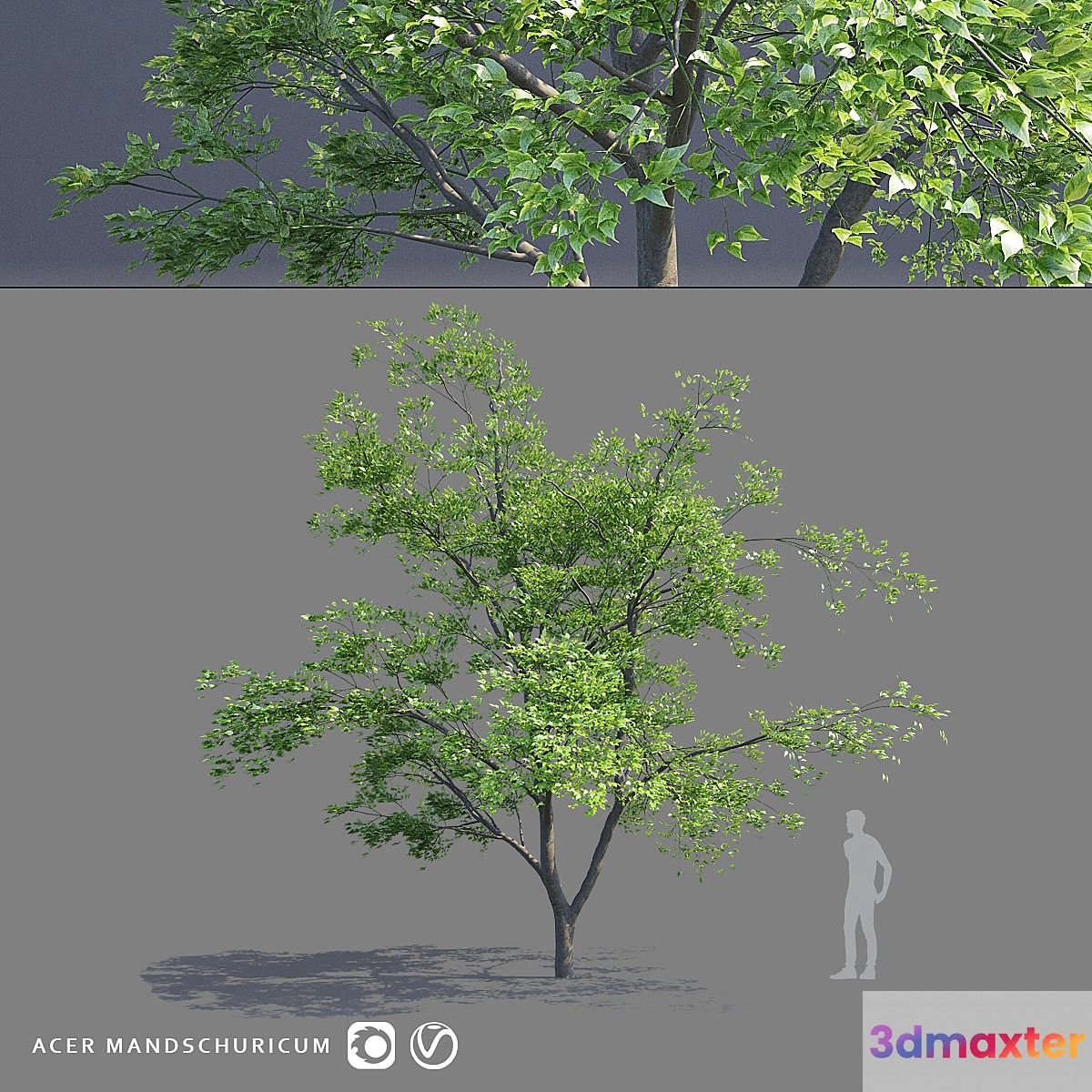 Maple Manchurian tree | Acer mandschuricum