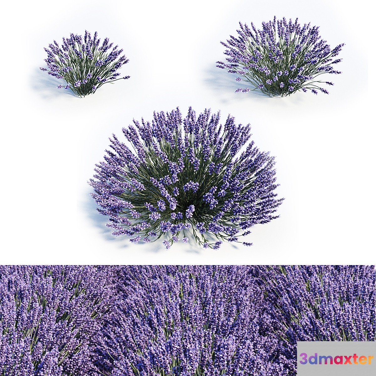 Lavandula set - No.2