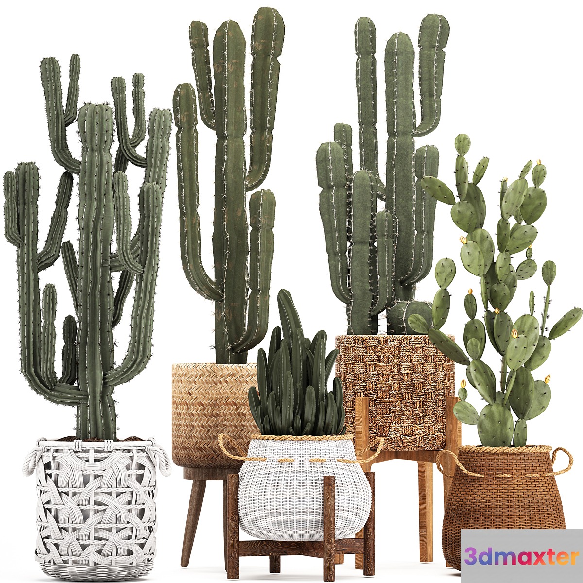 Collection of plants 330. Basket rattan prickly pear indoor cactus white basket carnegia Prickly pear desert plants eco design wicker - No.3
