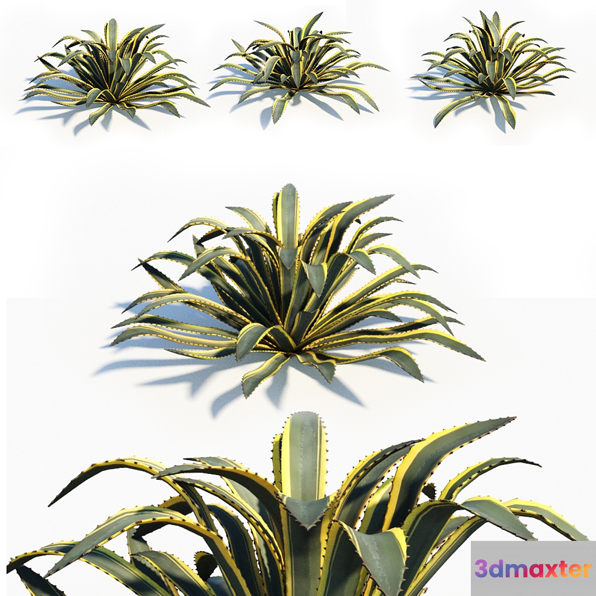 Agave americana 3D Max