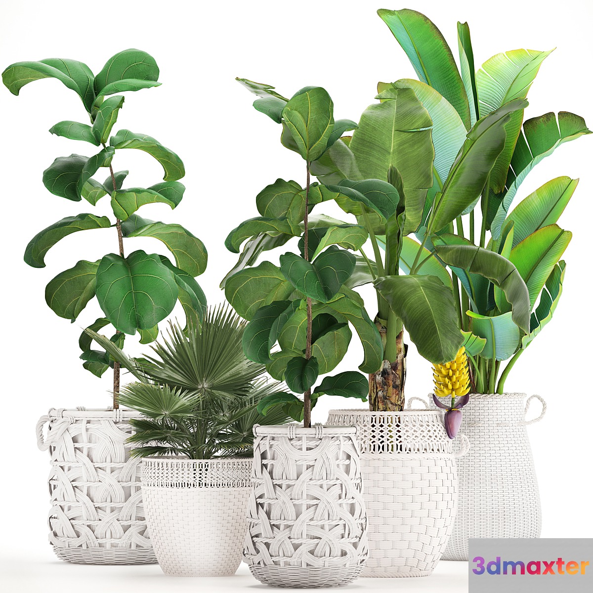 Plant collection 331. White baskets rattan Banana Ravenala ficus lyrata fan palm fruits rotan indoor plants eco design wicker strelitzia - No.3