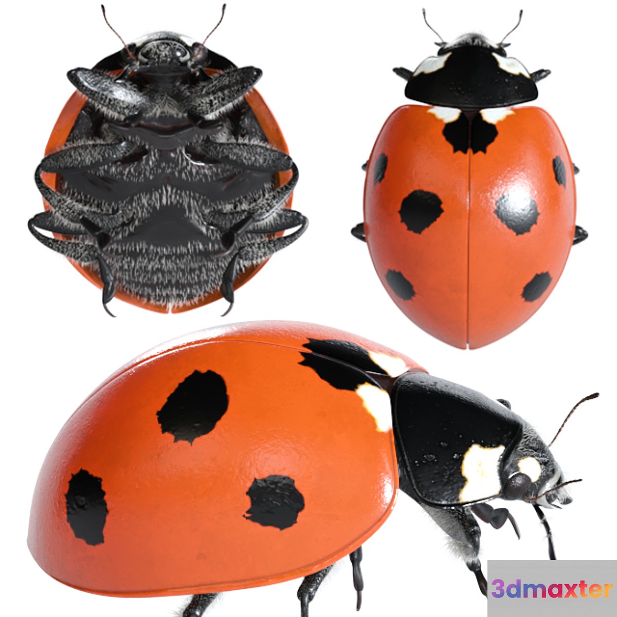 Ladybug (vray NEXT) 3D Max