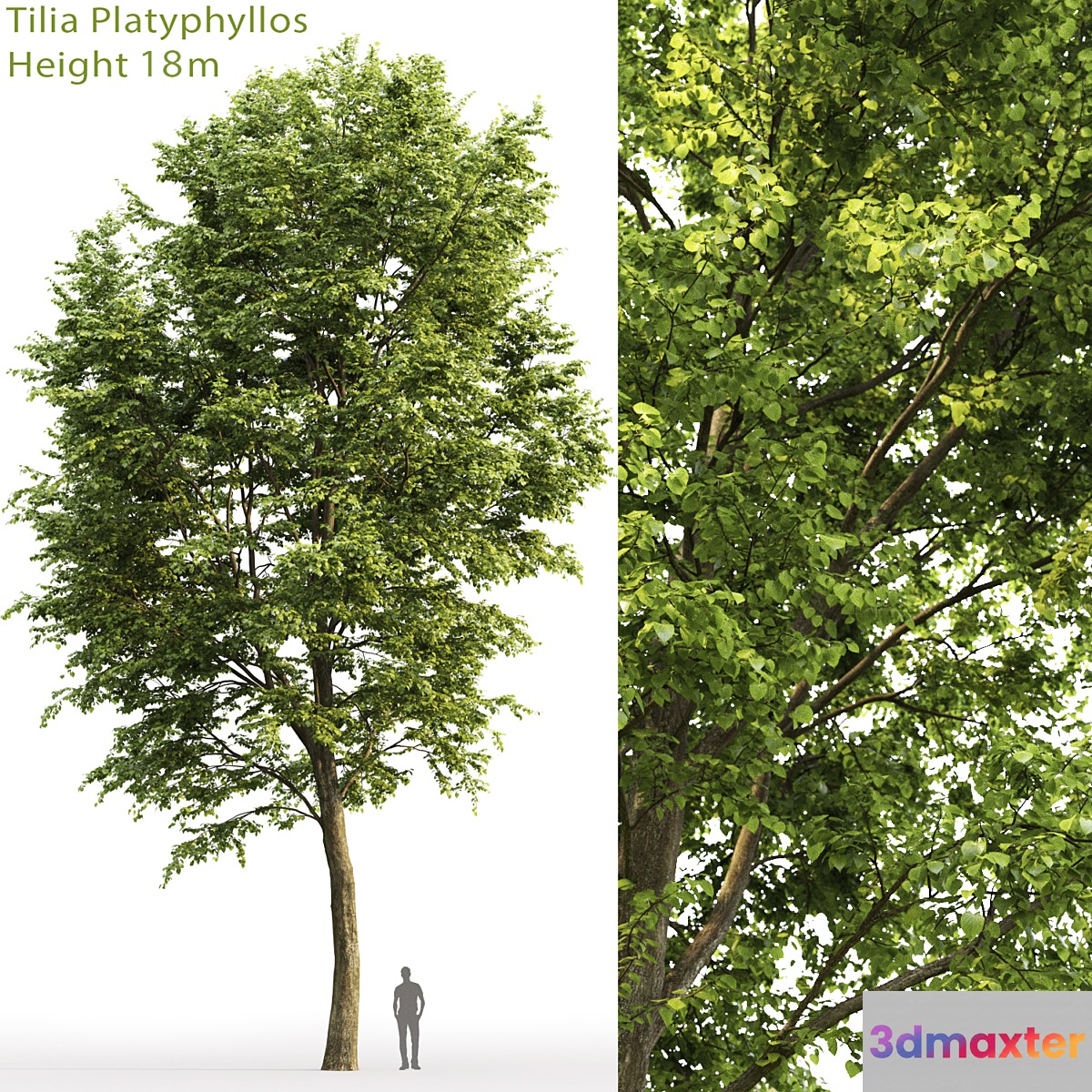 Tilia platyphyllos - No.23